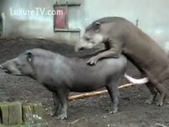 Rare pigs on camera having sex in the stable